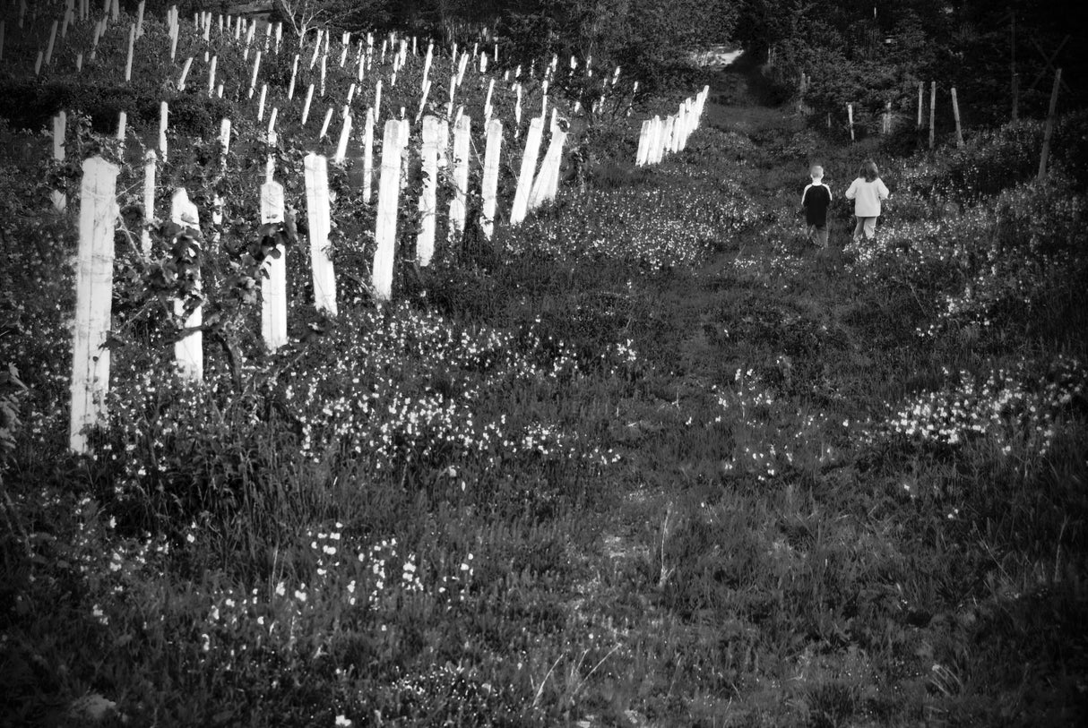 Poster och Canvastavla