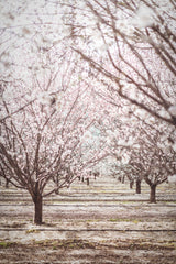 Almond Orchard Poster och Canvastavla