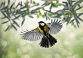 Great Tit flies at olive grove Poster och Canvastavla
