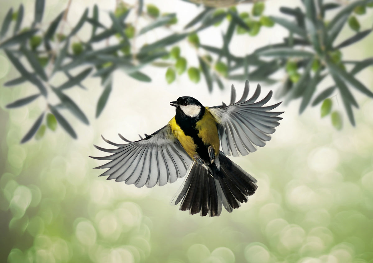 Great Tit flies at olive grove Poster och Canvastavla