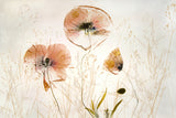 Light and soft Poster och Canvastavla
