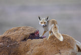 Desert Fox with a carcass Poster och Canvastavla