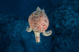 Green turtle on blue water Poster och Canvastavla