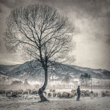 winter grazing Poster och Canvastavla