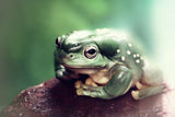Froggy Poster och Canvastavla