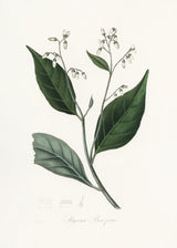 Gum Benjamin Tree (styrax Benzoin Medical Botany Poster och Canvastavla