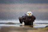Bald Eagle Poster och Canvastavla