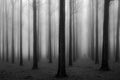 In a Fog Poster och Canvastavla