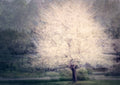 Apple tree in bloom Poster och Canvastavla