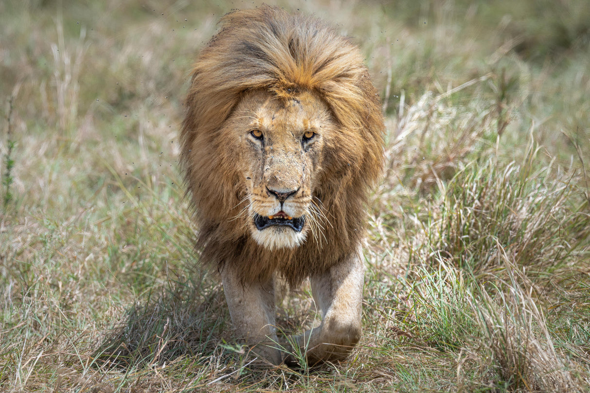 The king of the jungle on the prowl Poster och Canvastavla