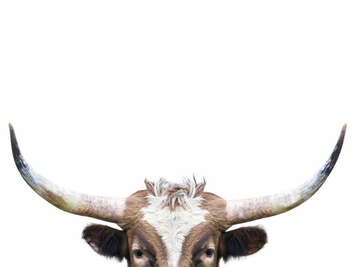 Peeking Longhorn Cow Poster och Canvastavla