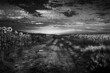 Sunflowers avenue Poster och Canvastavla