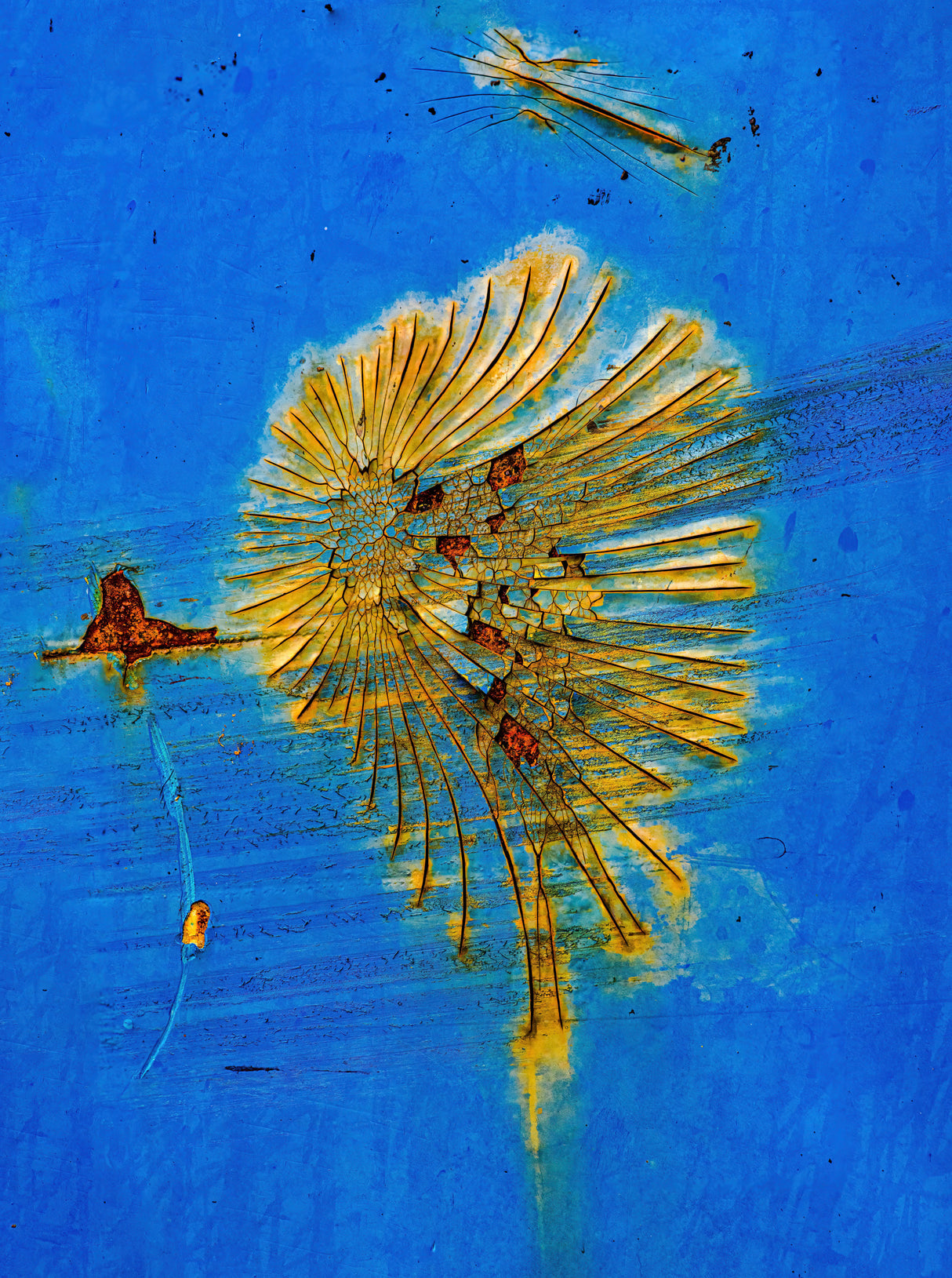 Unidentified Sea Creatures, #355 Poster och Canvastavla