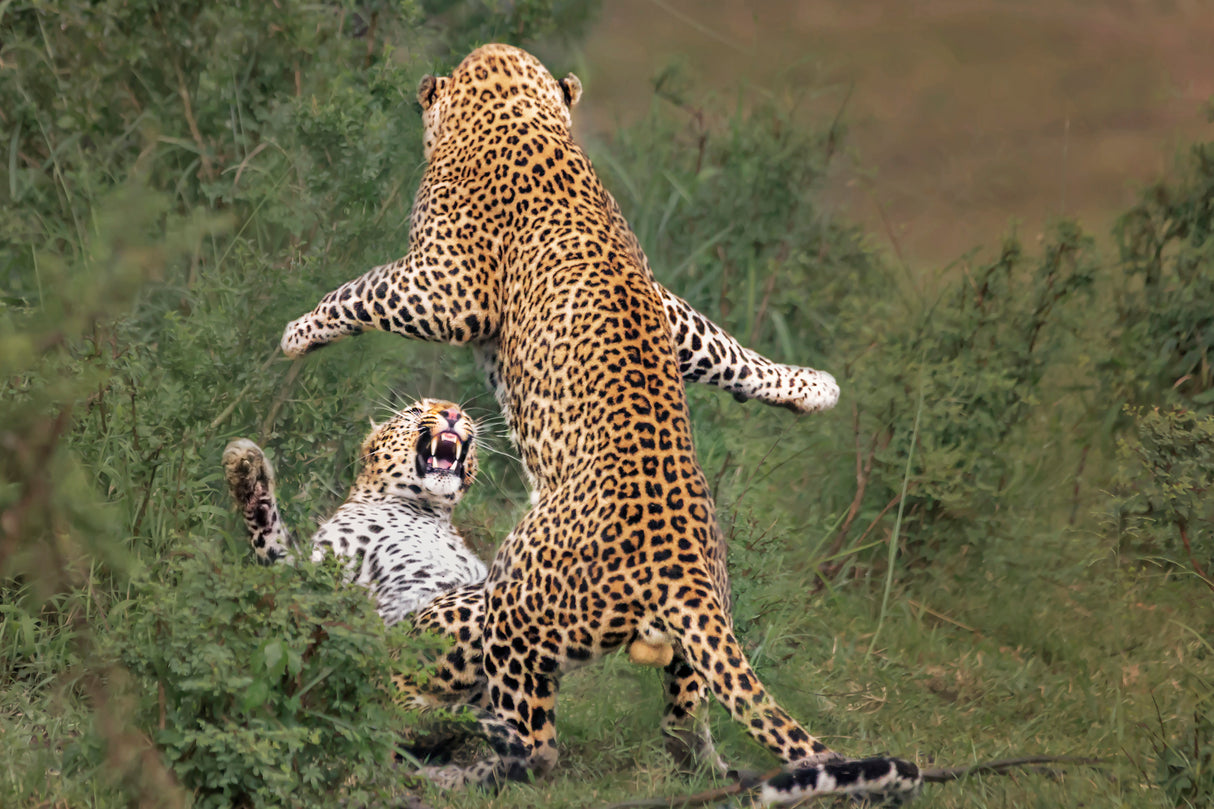 leopard mating Poster och Canvastavla