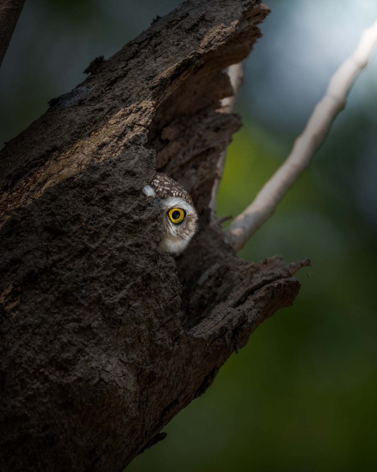 Peekaboo! Poster och Canvastavla