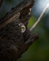 Peekaboo! Poster och Canvastavla