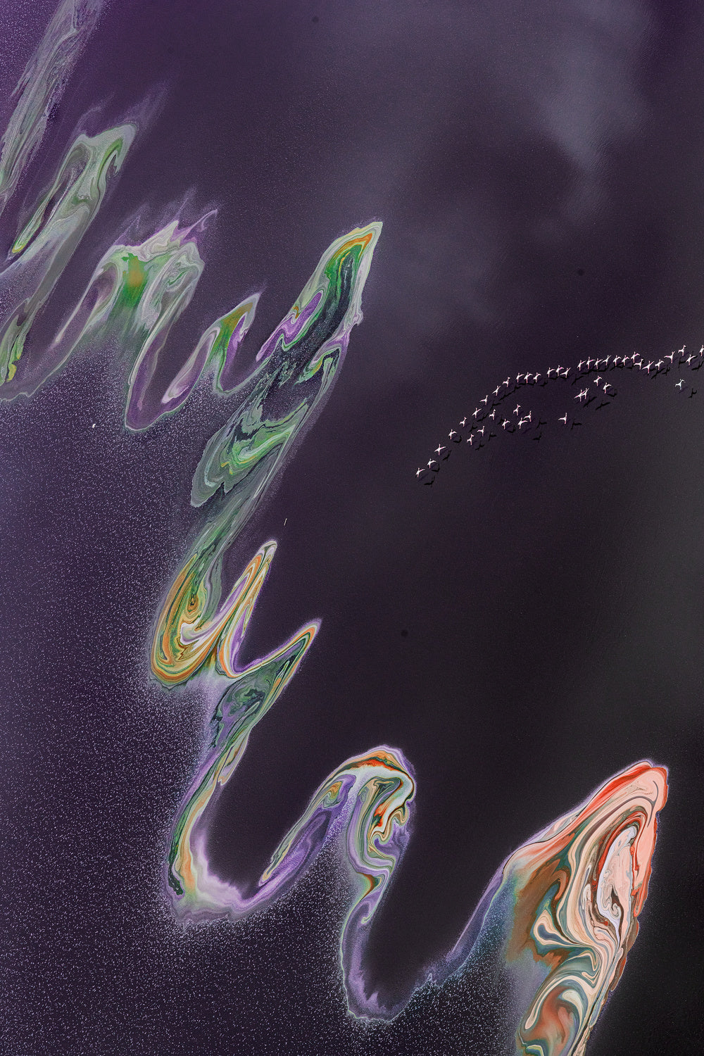 Purple dragon dance in the  air Poster och Canvastavla