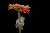 White's Tree Frog Under Gerber Daisy Poster och Canvastavla