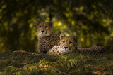 Cheetah Couple Poster och Canvastavla