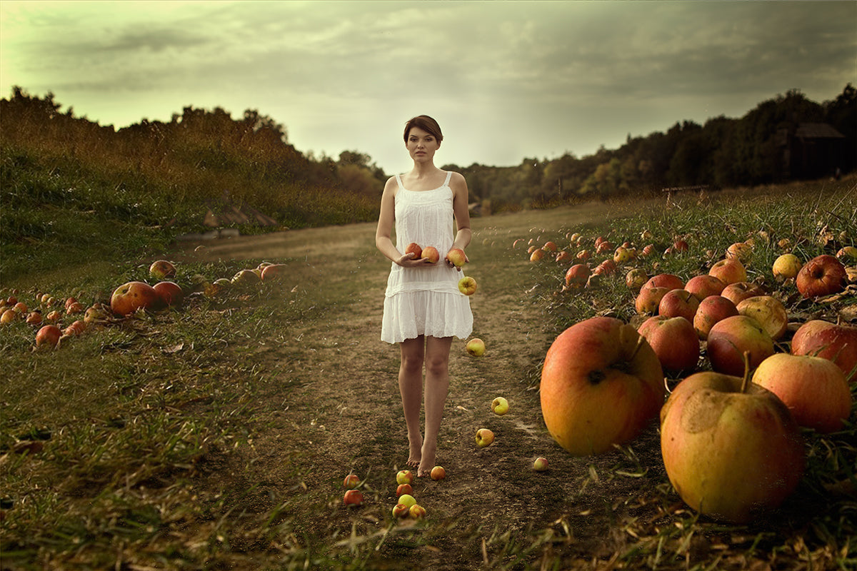 Apples Poster och Canvastavla