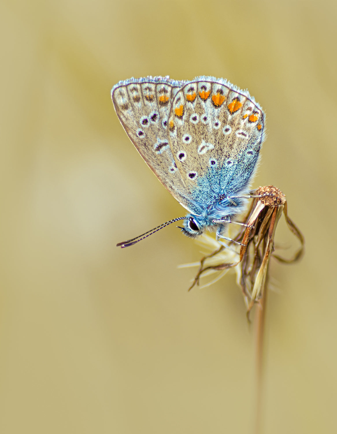 Common Blue Poster och Canvastavla