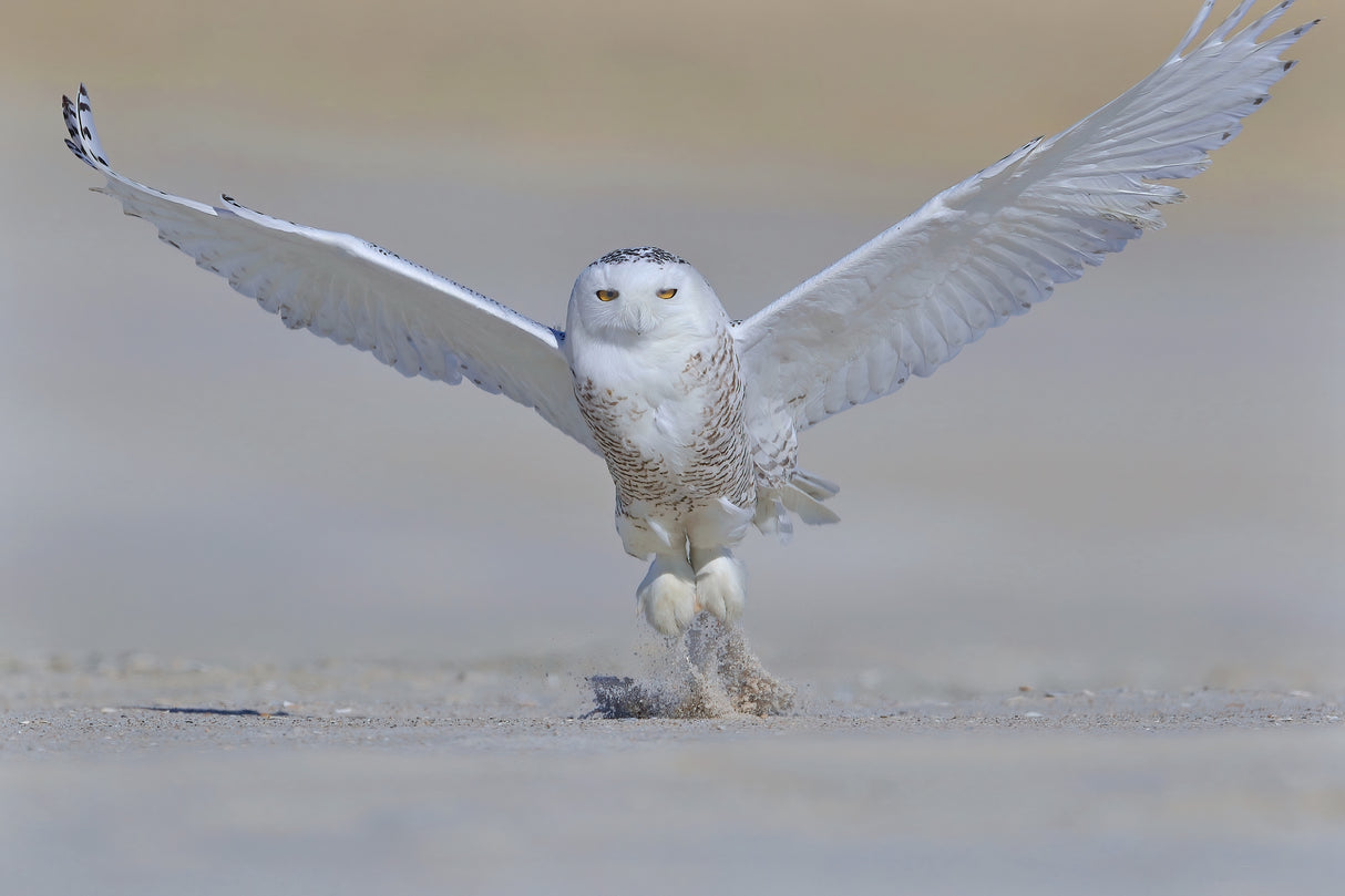 Snowy Owl Poster och Canvastavla