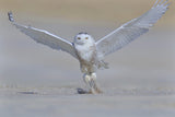 Snowy Owl Poster och Canvastavla
