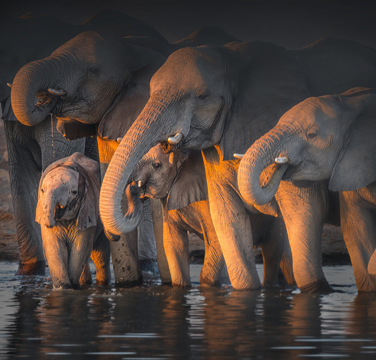 Elephants Poster och Canvastavla