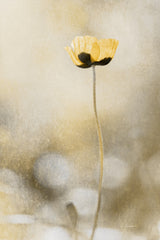 Spring Joy Poster och Canvastavla