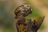 Little owl Poster och Canvastavla