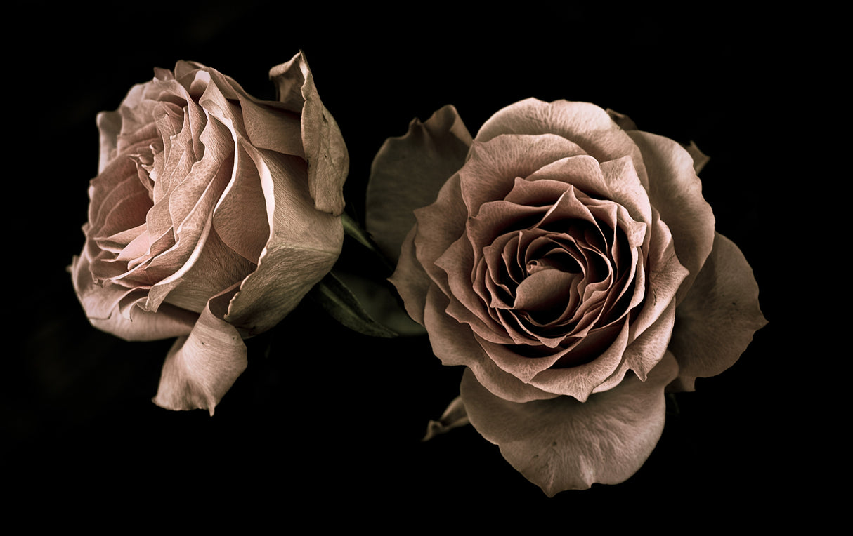 Roses Poster och Canvastavla