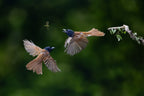 Flycatcher Bird Poster och Canvastavla