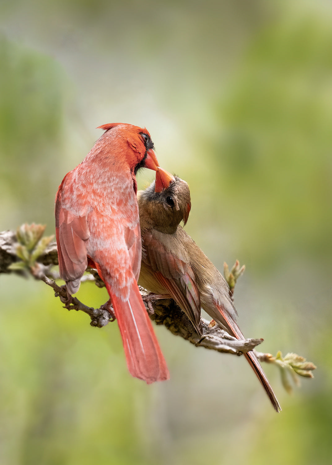 birds Kissing Poster och Canvastavla