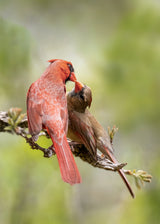 birds Kissing Poster och Canvastavla