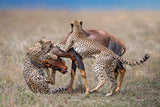 The hunt Poster och Canvastavla