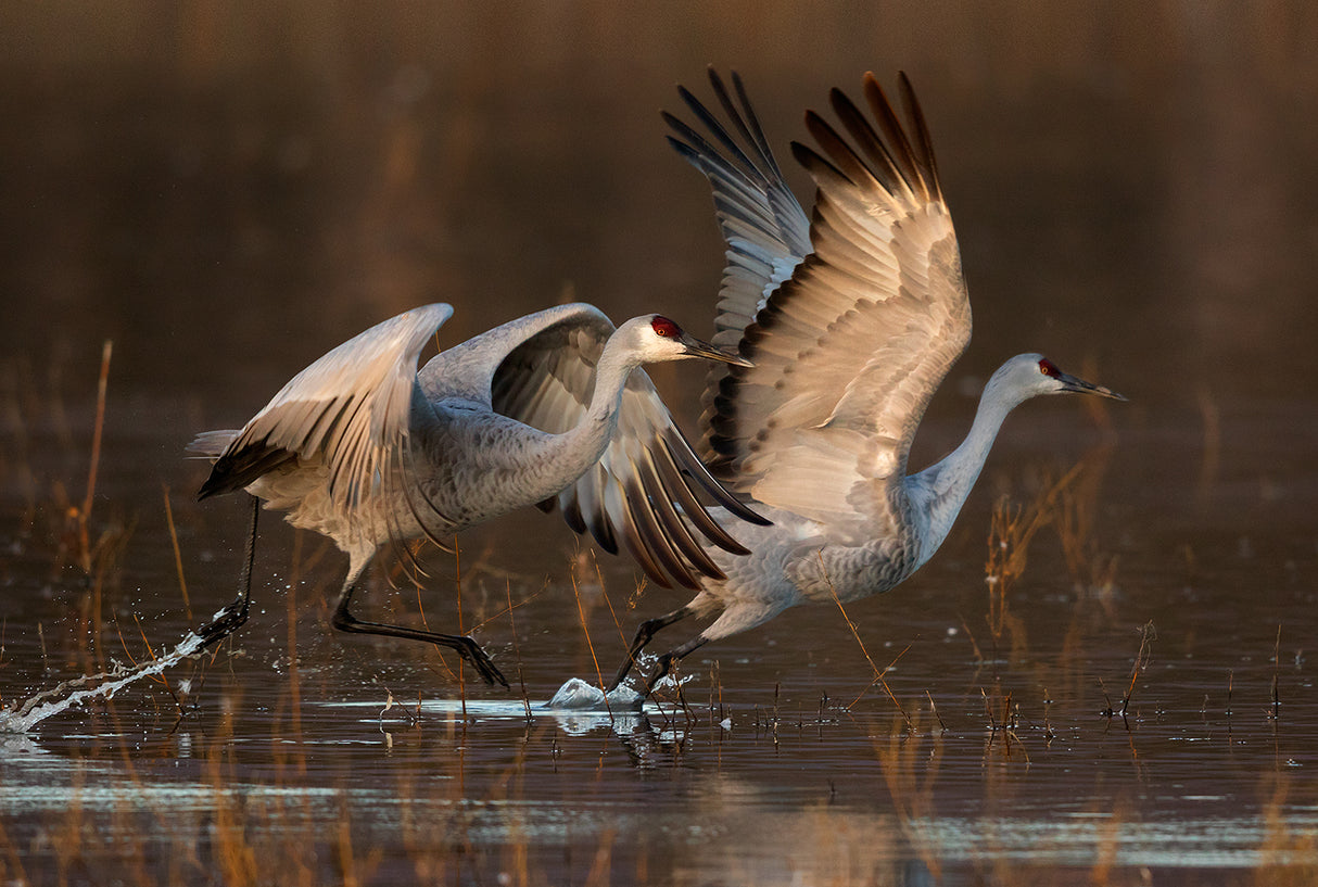 Taking Off at Sunrise Poster och Canvastavla