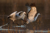 Taking Off at Sunrise Poster och Canvastavla