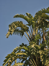 palm trees Poster och Canvastavla