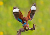 White throated Kingfishers Poster och Canvastavla