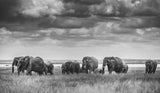 Elephant family Poster och Canvastavla