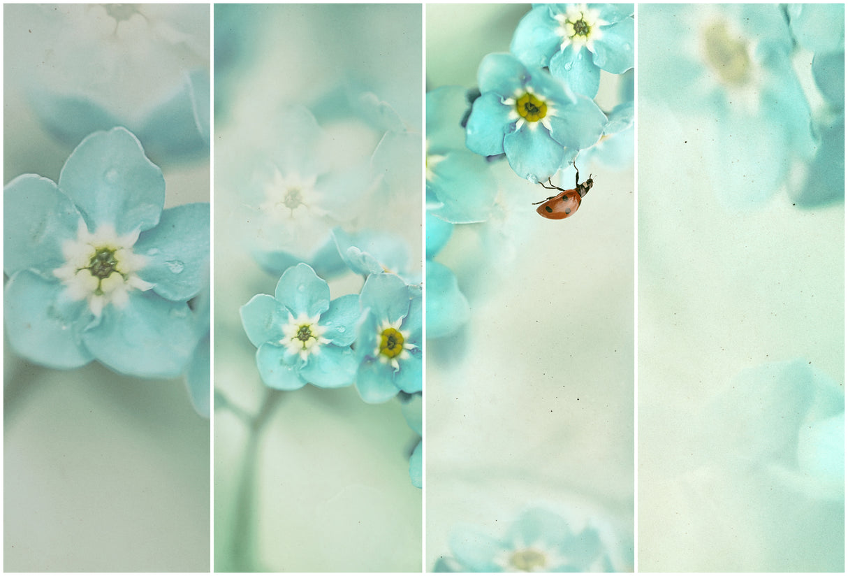 Forget me not..... Poster och Canvastavla