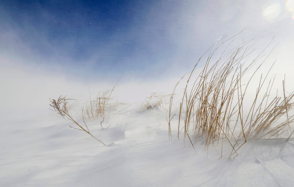 Sunny snowstorm Poster och Canvastavla