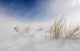 Sunny snowstorm Poster och Canvastavla