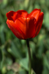red tulip Poster och Canvastavla