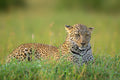 The Leopard Poster och Canvastavla