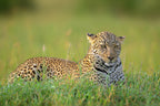 The Leopard Poster och Canvastavla