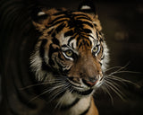 Tigers Poster och Canvastavla