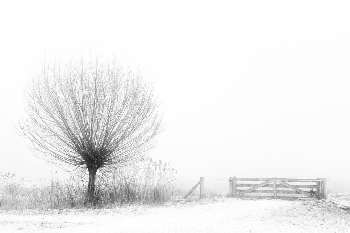Access to fog Poster och Canvastavla