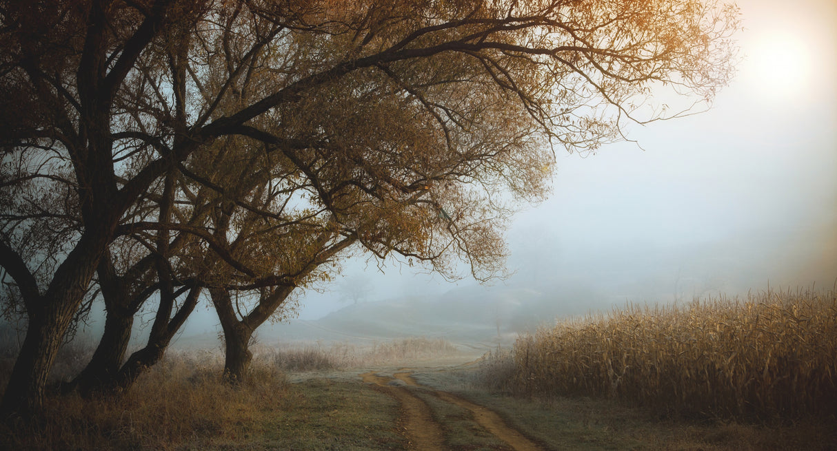 october morning Poster och Canvastavla