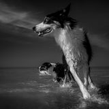 Taking a turn at the sea Poster och Canvastavla